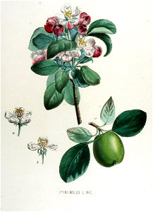 Pyrus malus — Flora Batava — Volume v15