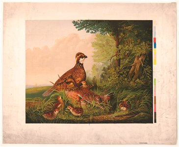 Quail and young LCCN2003671767