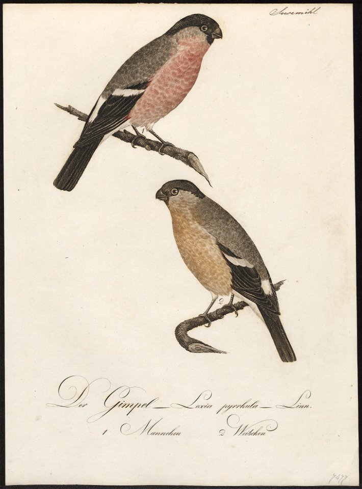 Pyrrhula rubicilla - 1800-1812 - Print - Iconographia Zoologica - Special Collections University of Amsterdam - UBA01 IZ16000317