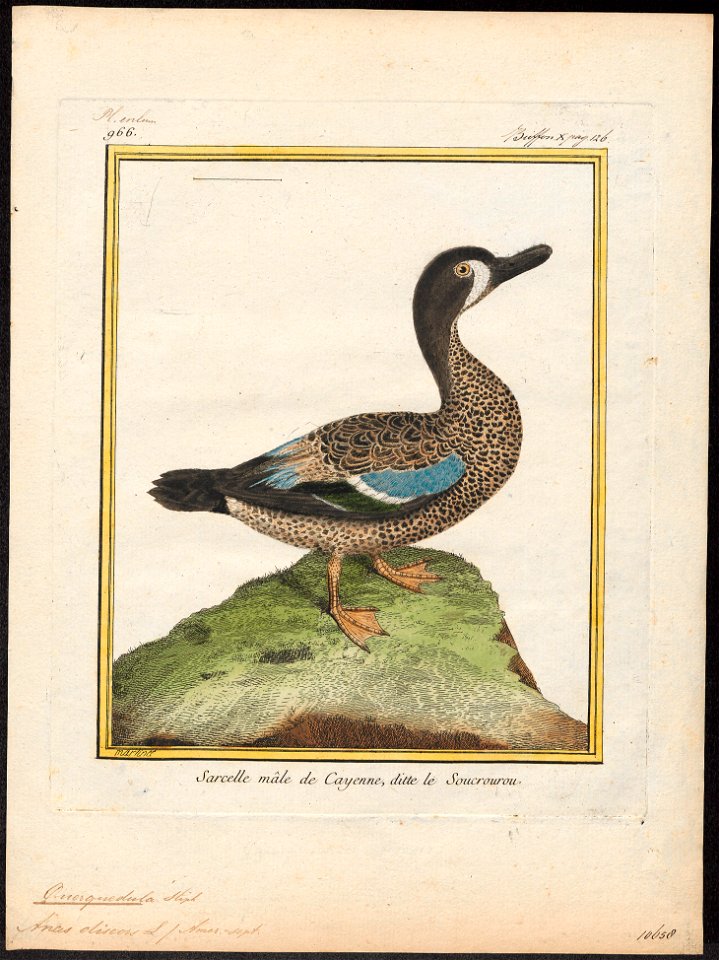 Querquedula discors - 1700-1880 - Print - Iconographia Zoologica - Special Collections University of Amsterdam - UBA01 IZ17600421