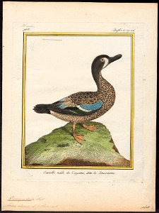 Querquedula discors - 1700-1880 - Print - Iconographia Zoologica - Special Collections University of Amsterdam - UBA01 IZ17600421