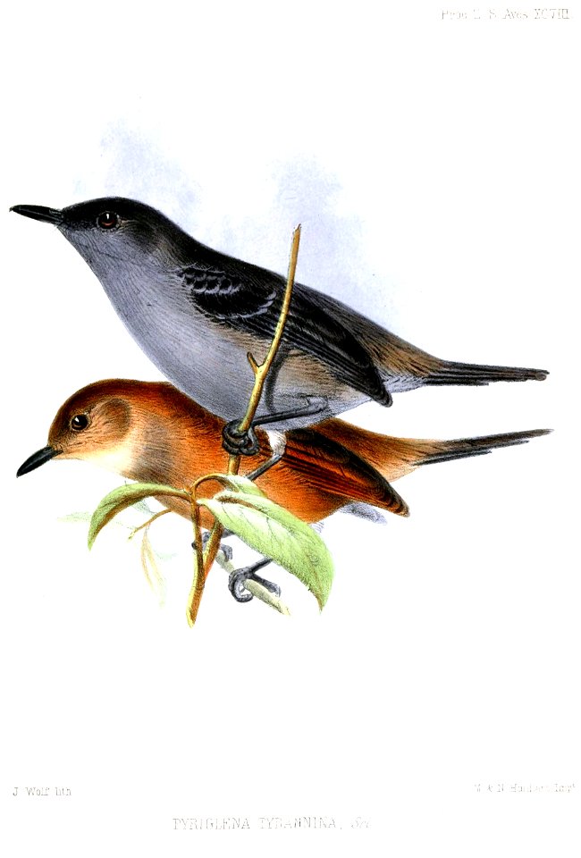 PyriglenaTyranninaWolf