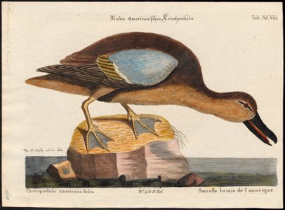 Querquedula discors - 1700-1880 - Print - Iconographia Zoologica - Special Collections University of Amsterdam - UBA01 IZ17600425