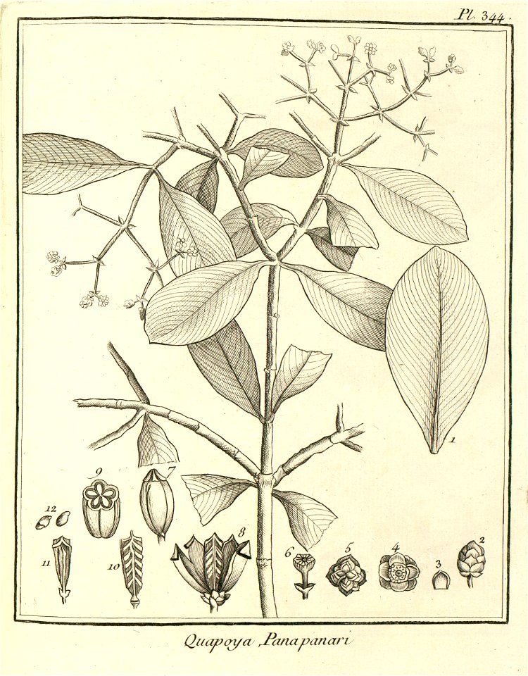 Quapoya panapanari Aublet 1775 pl 344