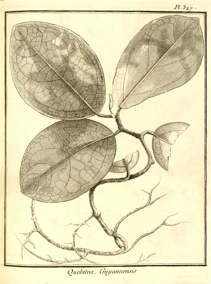 Quebitea guianensis Aublet 1775 pl 327