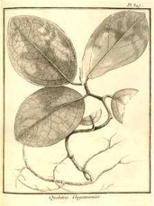 Quebitea guianensis Aublet 1775 pl 327