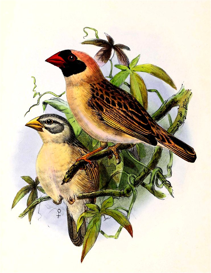Quelea quelea 1873
