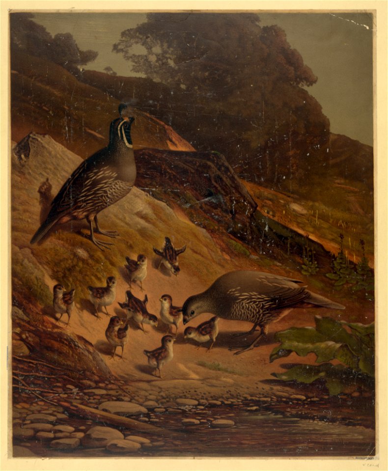 Quail LCCN2003680620