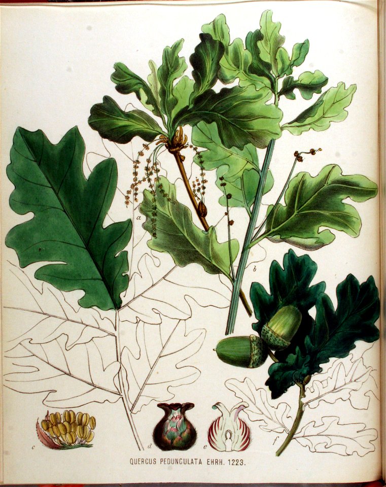 Quercus pedunculata — Flora Batava — Volume v16