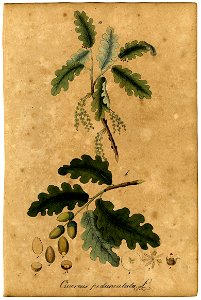 Quercus Pedunculata Mann