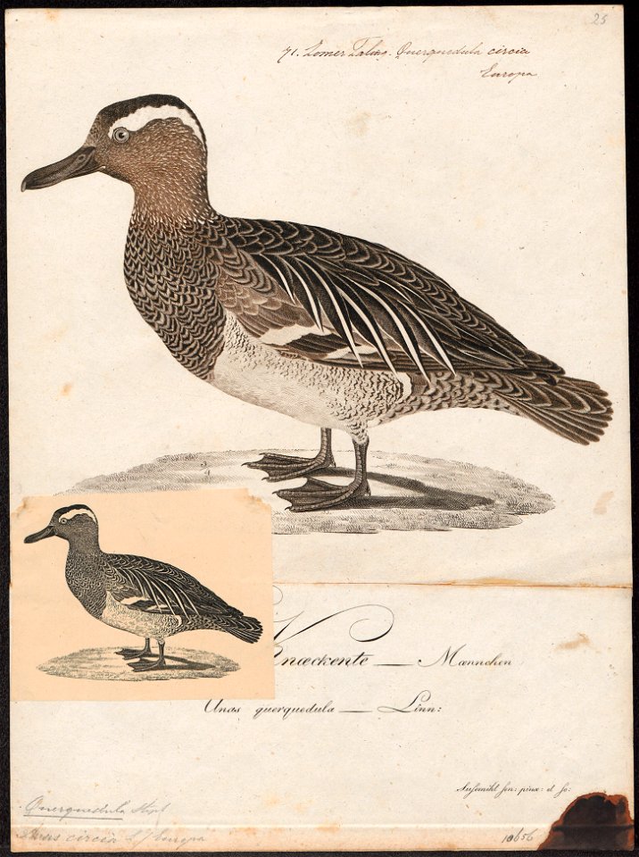 Querquedula circia - 1800-1812 - Print - Iconographia Zoologica - Special Collections University of Amsterdam - UBA01 IZ17600415