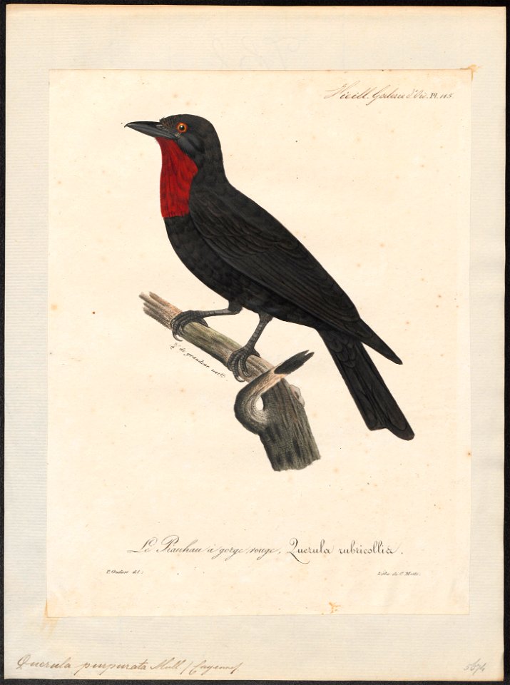 Querula purpurata - 1825-1834 - Print - Iconographia Zoologica - Special Collections University of Amsterdam - UBA01 IZ16600119