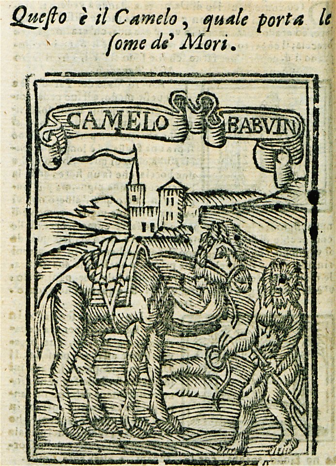Questo è il Camelo, che porta le some de' Mori Camelo Babuin - Bianco Noe - 1600