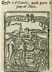 Questo è il Camelo, che porta le some de' Mori Camelo Babuin - Bianco Noe - 1600