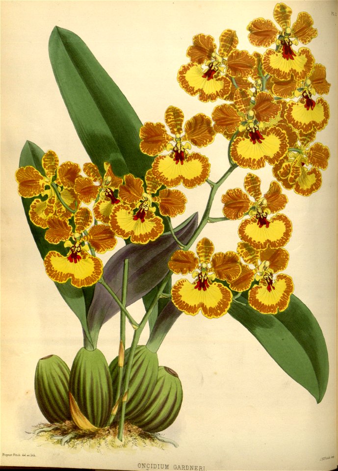 R. Warner & B.S. Williams - The Orchid Album - volume 01 - plate 012 (1882)