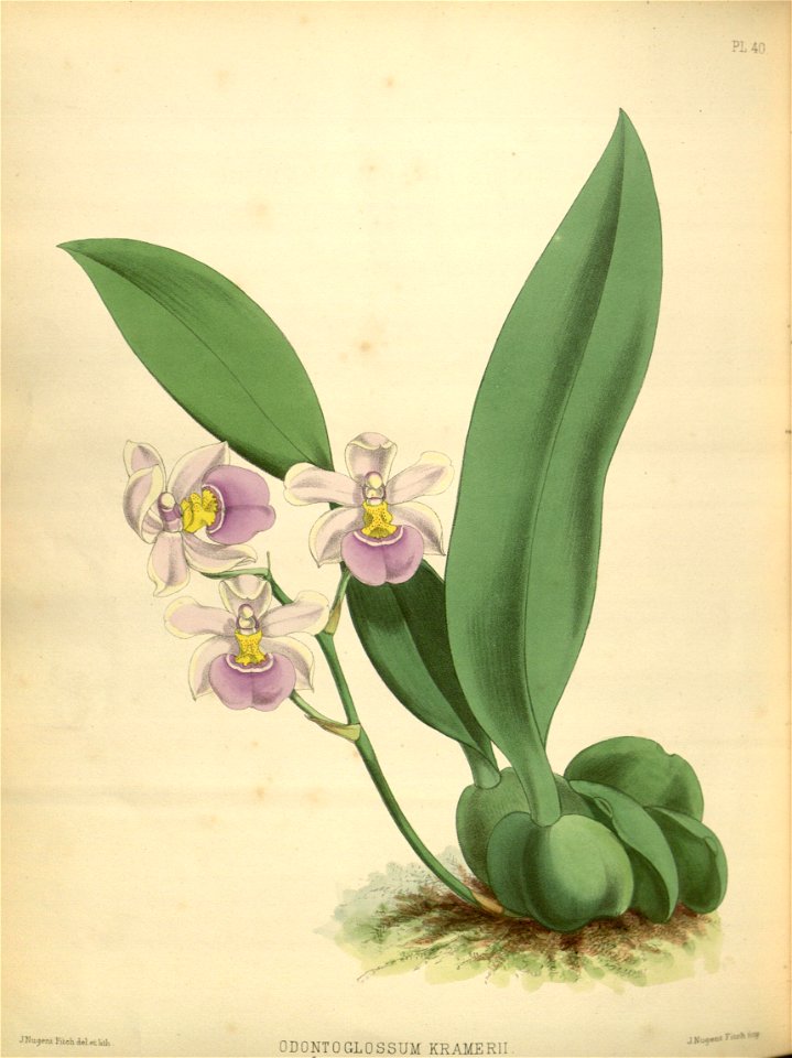 R. Warner & B.S. Williams - The Orchid Album - Volume 01 - Plate 040 ...