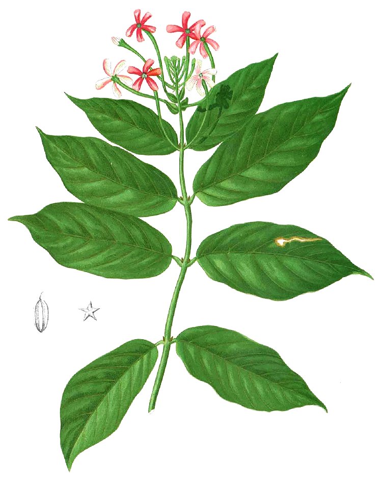 Quisqualis malabarica Blanco1.133-cropped