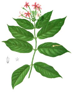 Quisqualis malabarica Blanco1.133-cropped
