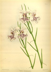 R. Warner & B.S. Williams - The Orchid Album - volume 02 - plate 073 (1883)