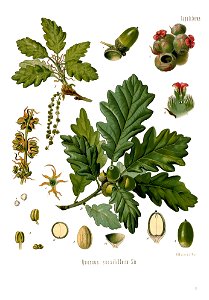 Quercus petraea - Köhler’s Medizinal-Pflanzen in naturgetreuen Abbildungen mit kurz erläuterndem Texte (Plate 31) (6972239280) - clean