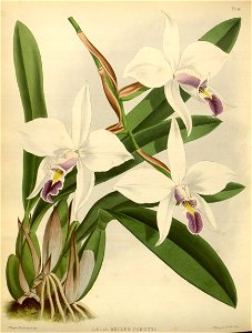 R. Warner & B.S. Williams - The Orchid Album - volume 01 - plate 044 (1882)