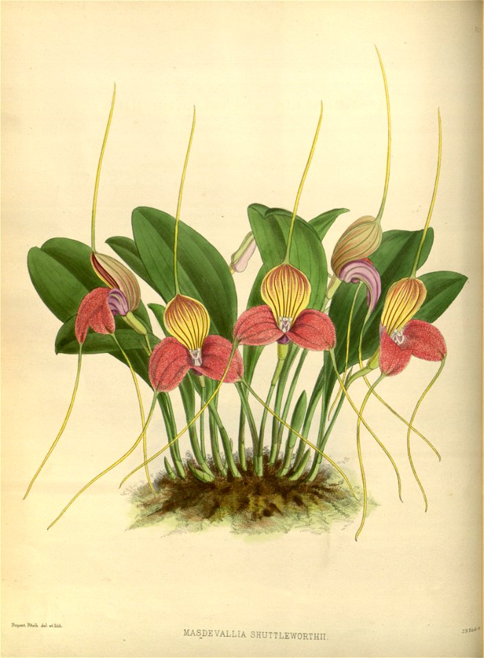 R. Warner & B.S. Williams - The Orchid Album - volume 01 - plate 005 (1882)