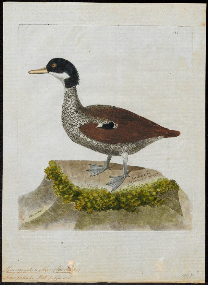 Querquedula falcata - 1790-1796 - Print - Iconographia Zoologica - Special Collections University of Amsterdam - UBA01 IZ17600459