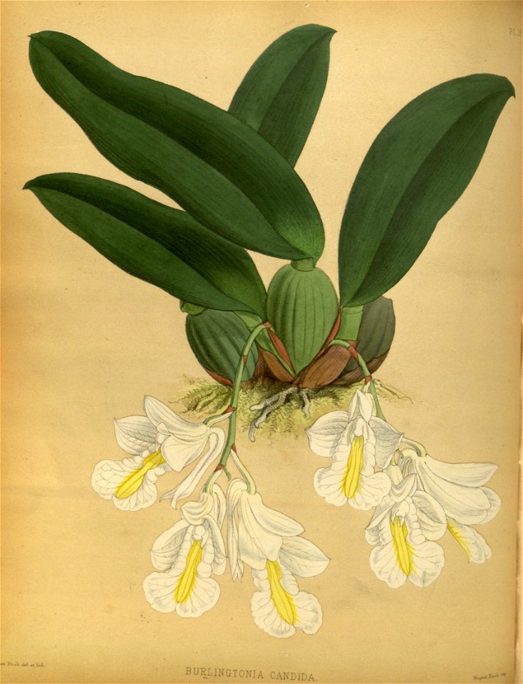 R. Warner & B.S. Williams - The Orchid Album - volume 01 - plate 018 (1882)