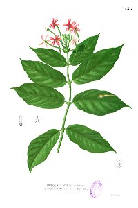 Quisqualis malabarica Blanco1.133