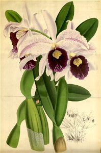 R. Warner & B.S. Williams - The Orchid Album - volume 01 - plate 009 - 010 (1882)