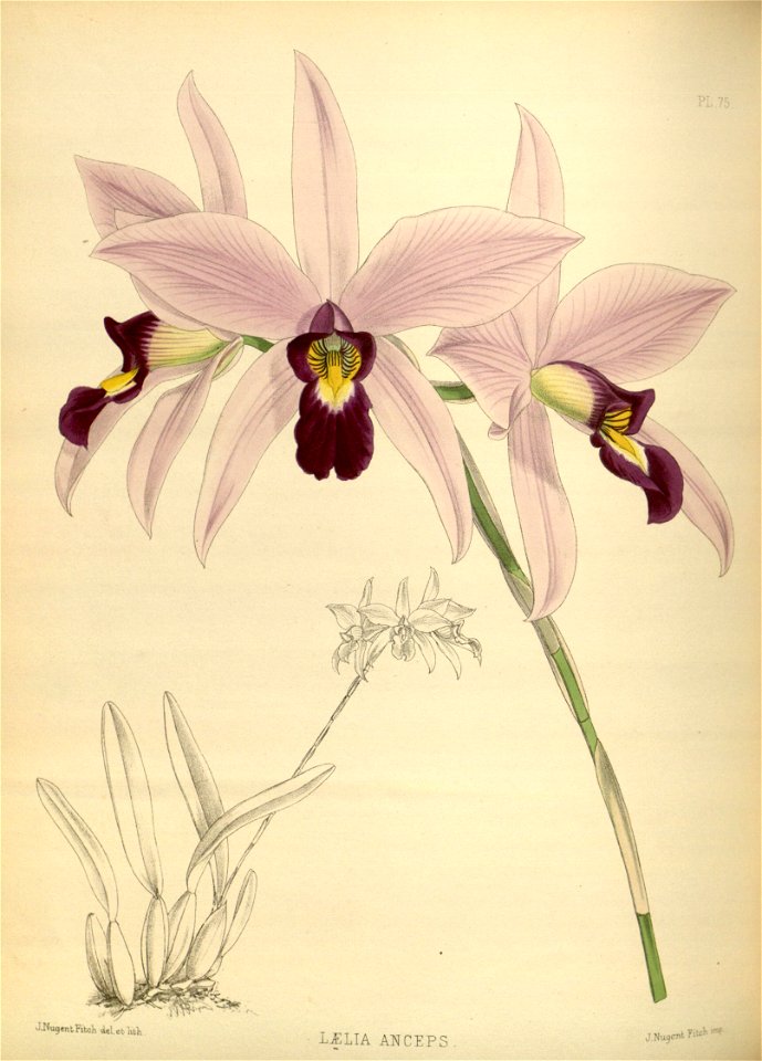 R. Warner & B.S. Williams - The Orchid Album - volume 02 - plate 075 (1883)