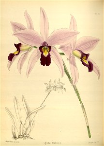R. Warner & B.S. Williams - The Orchid Album - volume 02 - plate 075 (1883)
