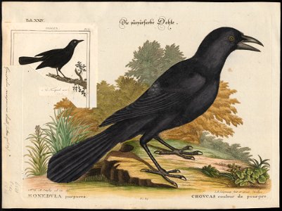 Quiscalus purpureus - 1700-1880 - Print - Iconographia Zoologica - Special Collections University of Amsterdam - UBA01 IZ15800303