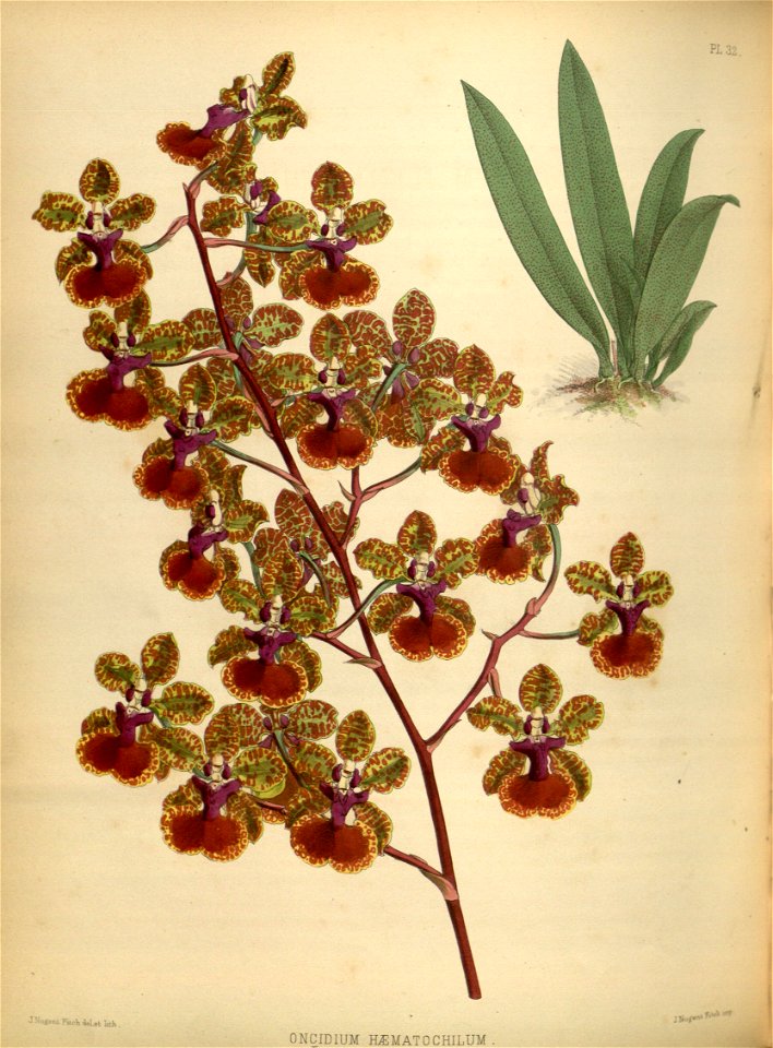 R. Warner & B.S. Williams - The Orchid Album - volume 01 - plate 032 (1882)