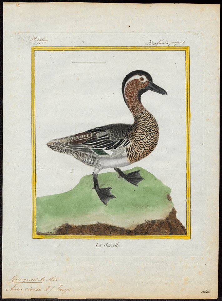 Querquedula circia - 1700-1880 - Print - Iconographia Zoologica - Special Collections University of Amsterdam - UBA01 IZ17600409