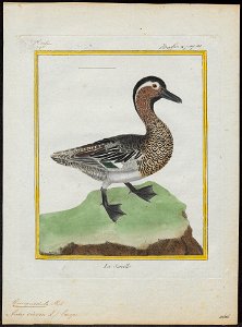 Querquedula circia - 1700-1880 - Print - Iconographia Zoologica - Special Collections University of Amsterdam - UBA01 IZ17600409
