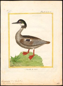 Querquedula falcata - 1700-1880 - Print - Iconographia Zoologica - Special Collections University of Amsterdam - UBA01 IZ17600457