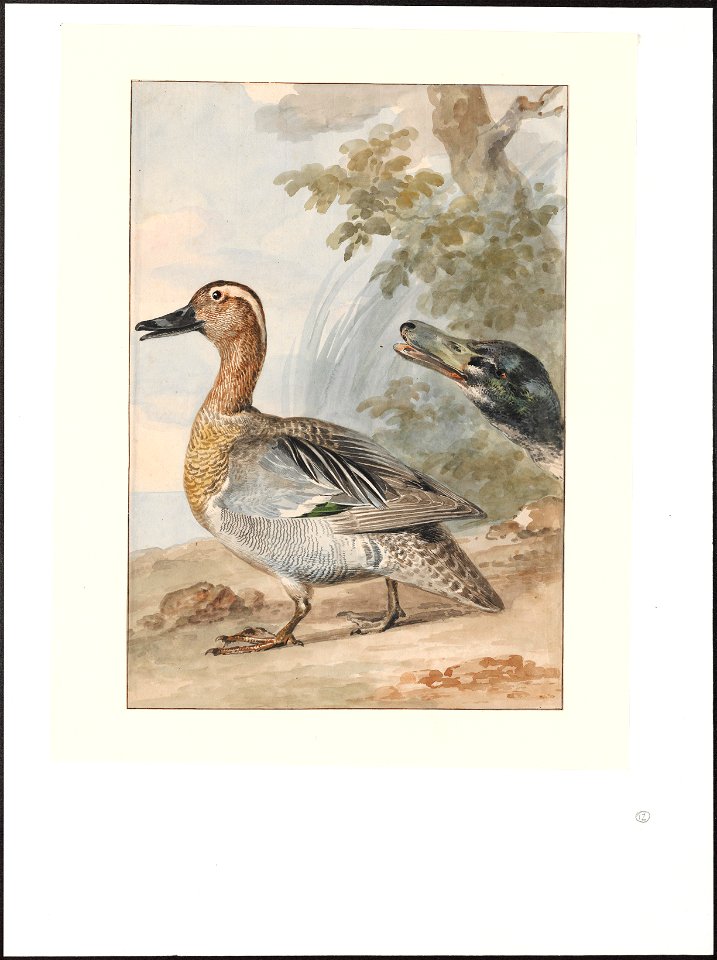 Querquedula circia - 1757 - Print - Iconographia Zoologica - Special Collections University of Amsterdam - UBA01 IZAA100131