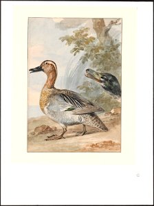 Querquedula circia - 1757 - Print - Iconographia Zoologica - Special Collections University of Amsterdam - UBA01 IZAA100131