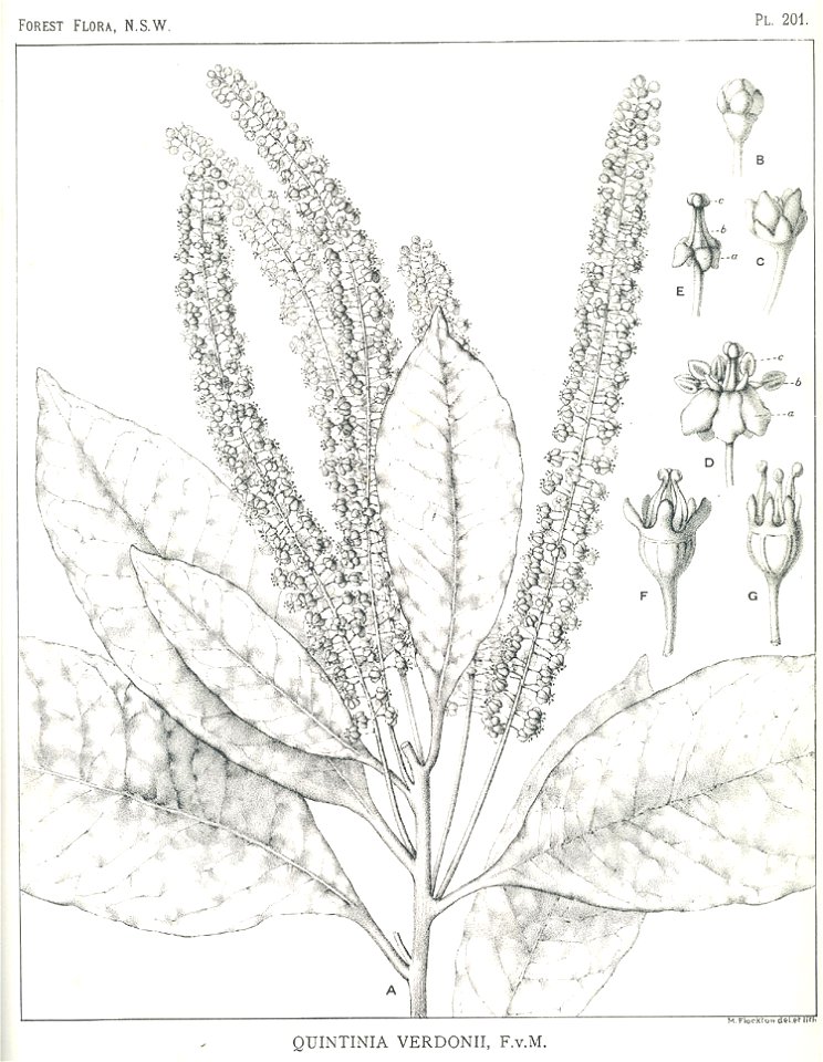 Quintinia verdonii Margaret Flockton
