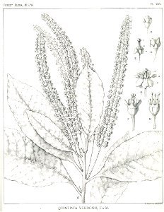 Quintinia verdonii Margaret Flockton