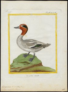 Querquedula crecco - 1700-1880 - Print - Iconographia Zoologica - Special Collections University of Amsterdam - UBA01 IZ17600431