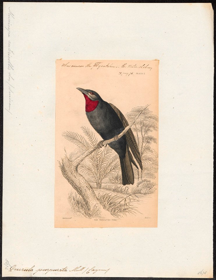 Querula purpurata - 1838 - Print - Iconographia Zoologica - Special Collections University of Amsterdam - UBA01 IZ16600115