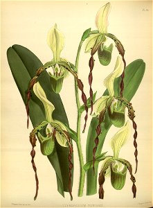 R. Warner & B.S. Williams - The Orchid Album - volume 02 - plate 086 (1883)