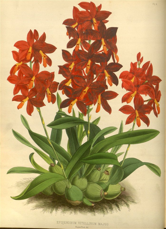 R. Warner & B.S. Williams - The Orchid Album - volume 01 - plate 004 (1882)