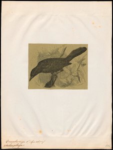 Quiscalus major - 1700-1880 - Print - Iconographia Zoologica - Special Collections University of Amsterdam - UBA01 IZ15800307