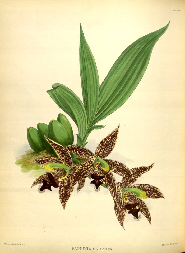 R. Warner & B.S. Williams - The Orchid Album - volume 01 - plate 034 (1882)