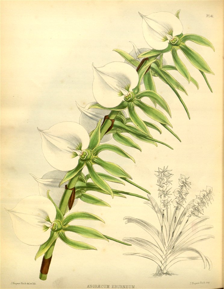 R. Warner & B.S. Williams - The Orchid Album - volume 01 - plate 041 (1882)