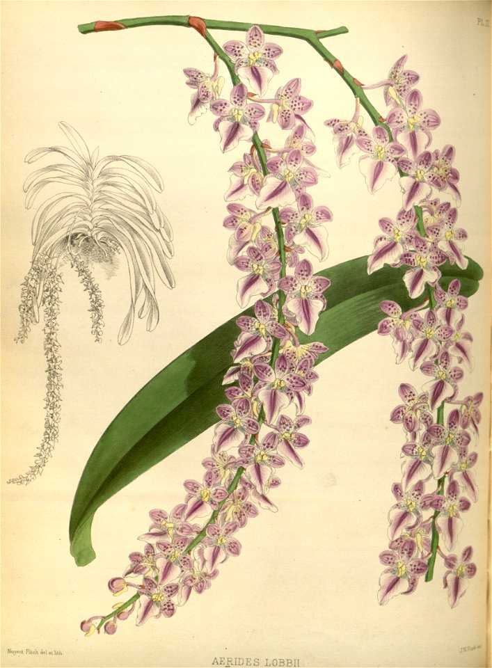 R. Warner & B.S. Williams - The Orchid Album - volume 01 - plate 021 (1882)