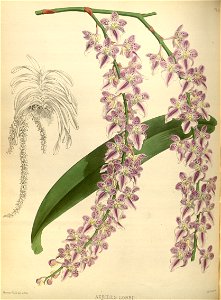 R. Warner & B.S. Williams - The Orchid Album - volume 01 - plate 021 (1882)